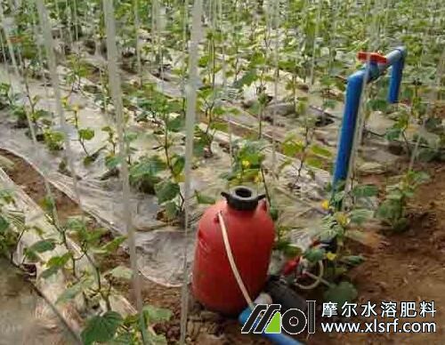 水溶肥與沖施肥區別 水溶肥與沖施肥區別