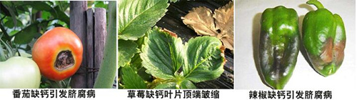 番茄、草莓、辣椒缺鈣 番茄、草莓、辣椒缺鈣